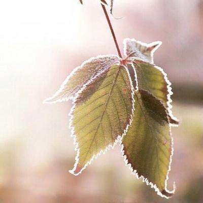 17亿元销售费用难救滞销“神药”：中成药龙头净利腰斩，董事长总裁提前离场